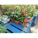 3 small terracotta pots of roses