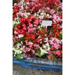 4 trays of bedding begonias