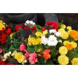 2 trays of large begonias