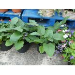 2 tubs of aubergine patio bailey