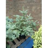 Super blue seedling pine tree