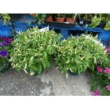 2 hanging baskets of hot chili peppers