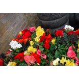 2 trays of large begonias