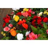 2 trays of large begonias