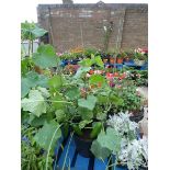 Large tub of patio cucumber