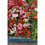 4 trays of bedding begonias