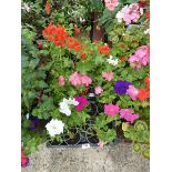 2 small trays of assorted petunias and geraniums