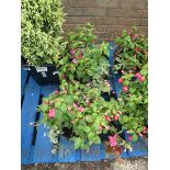 2 hanging baskets with fuchsias