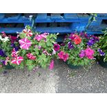 2 hanging baskets of petunias