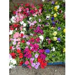 6 trays of impatiens