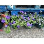 2 hanging baskets containing Sophie Tumbelina