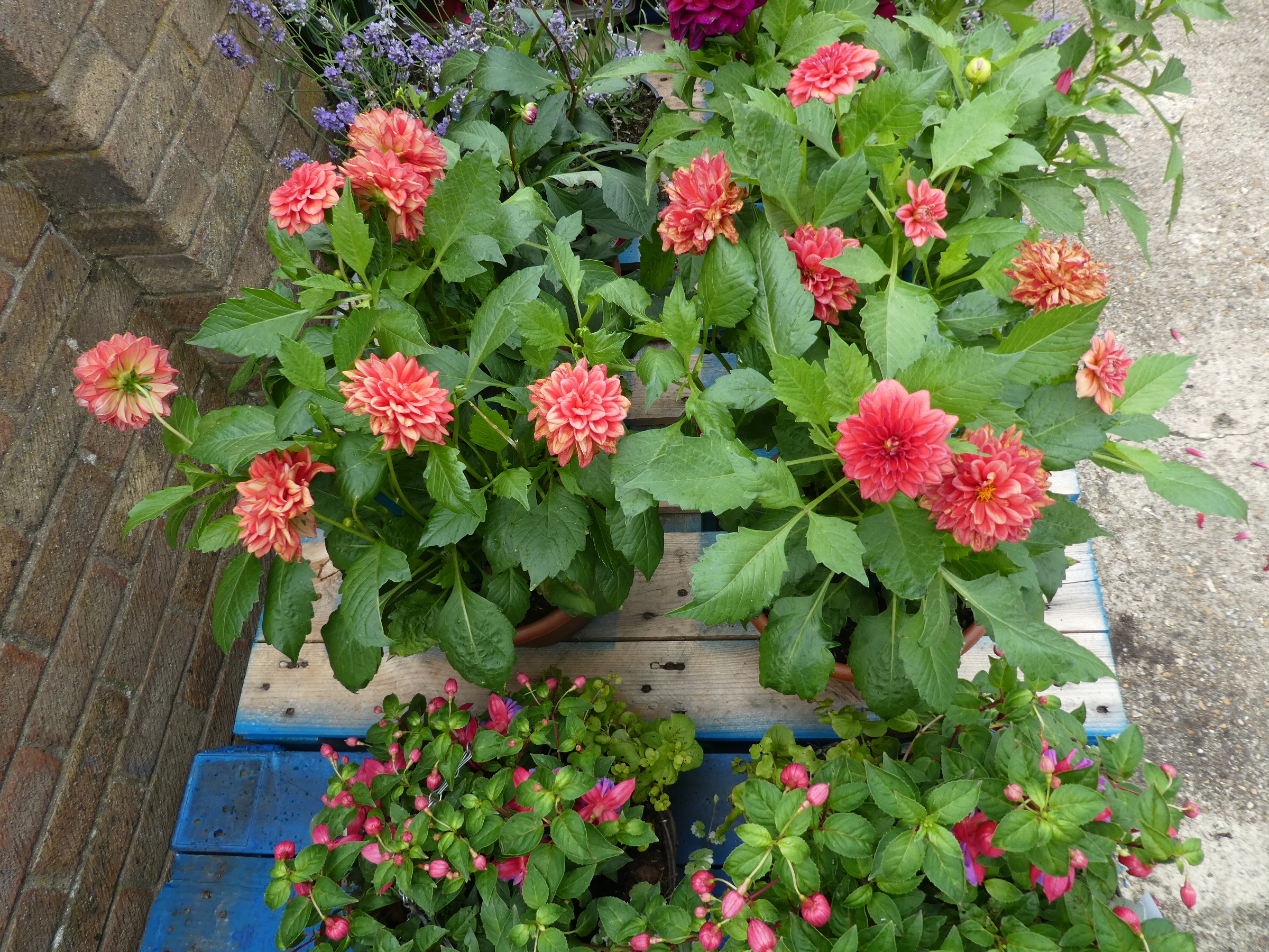 2 pots of dahlias