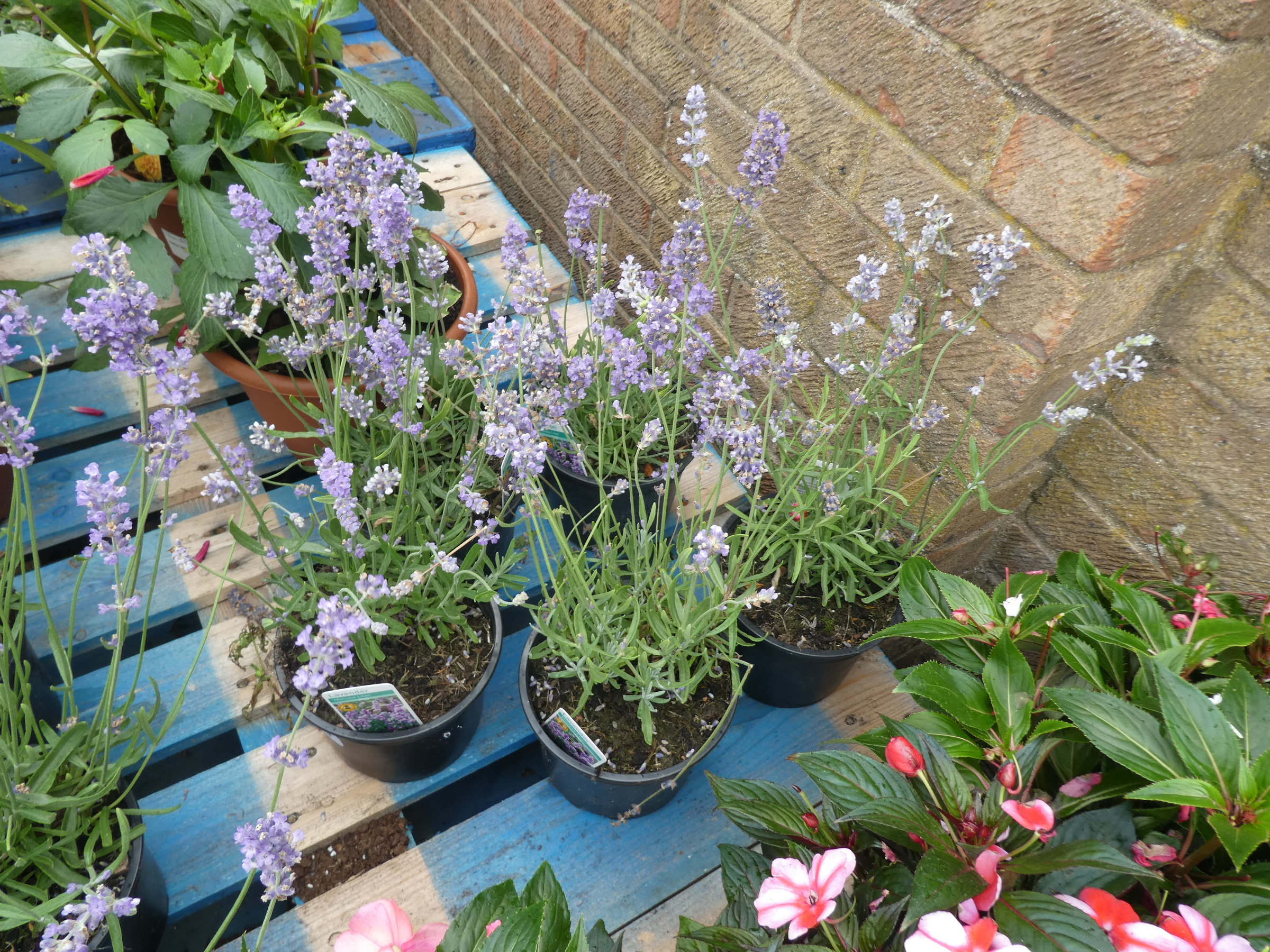 5 pots of lavender