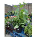 Large tub of patio cucumber