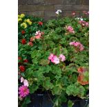 4 trays of assorted geraniums