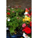 4 trays of assorted geraniums