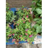 2 hanging baskets with fuchsias
