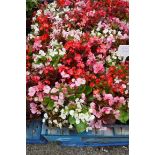 4 trays of bedding begonias