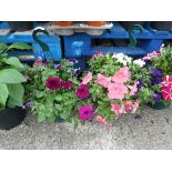 2 hanging baskets of petunias