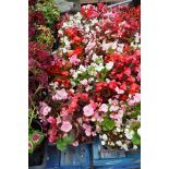 4 trays of bedding begonias