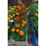 4 trays of French marigolds