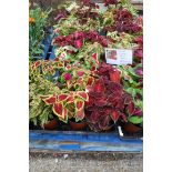 3 trays of wizard coleus