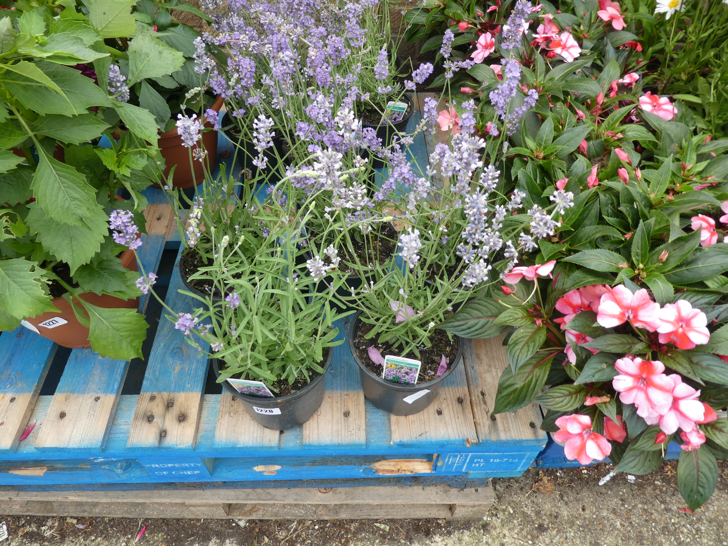 5 pots of lavender