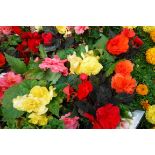 2 trays of large begonias