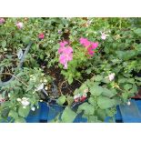 Large hanging basket of fuchsias