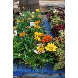 4 trays of gazanias