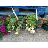 2 hanging baskets of illumination trailing begonias