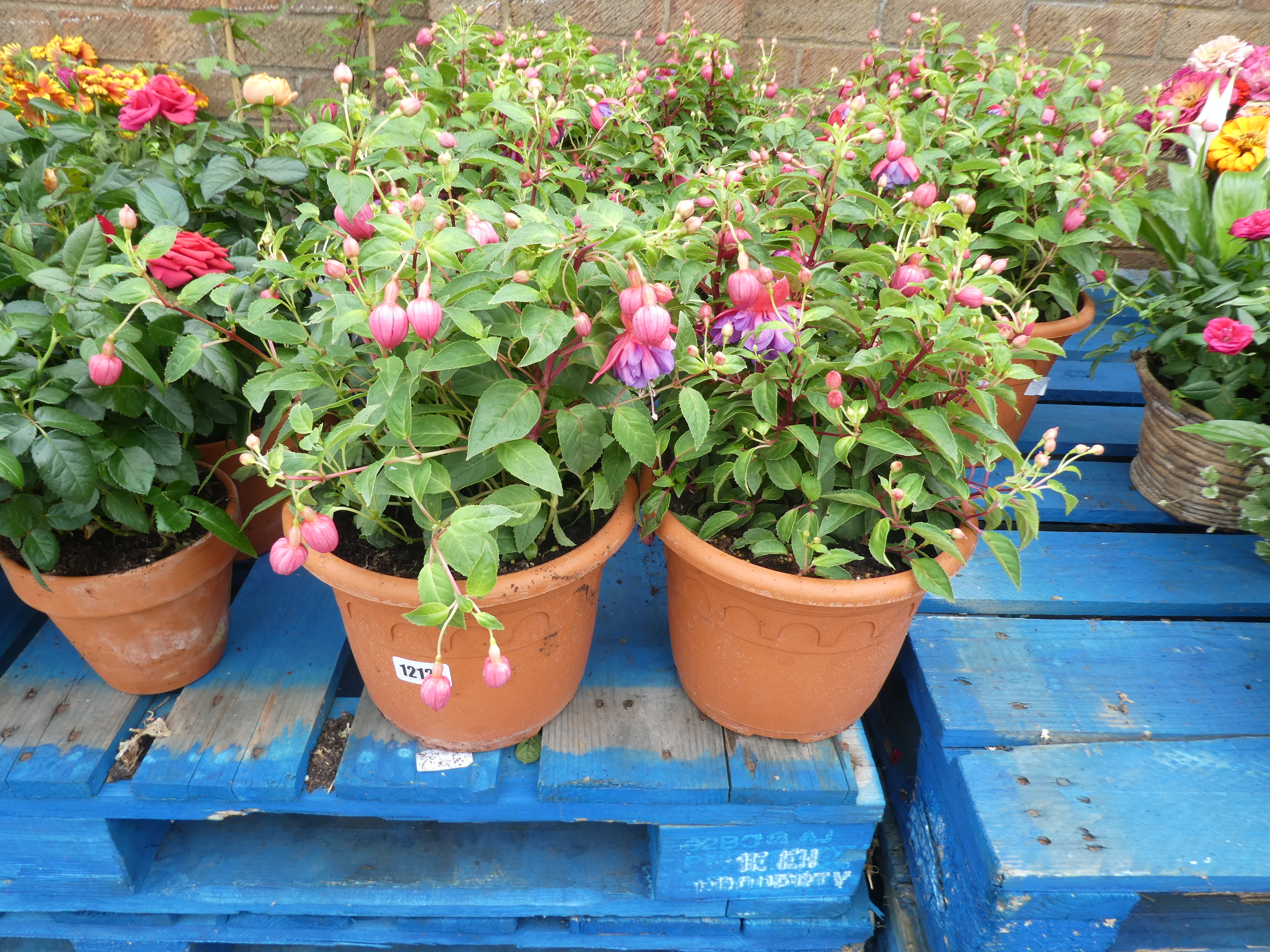 2 terracotta pots of fuchsias