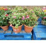 2 terracotta pots of fuchsias