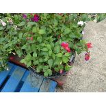 Large hanging basket of fuchsias