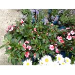 Tray of large impatiens