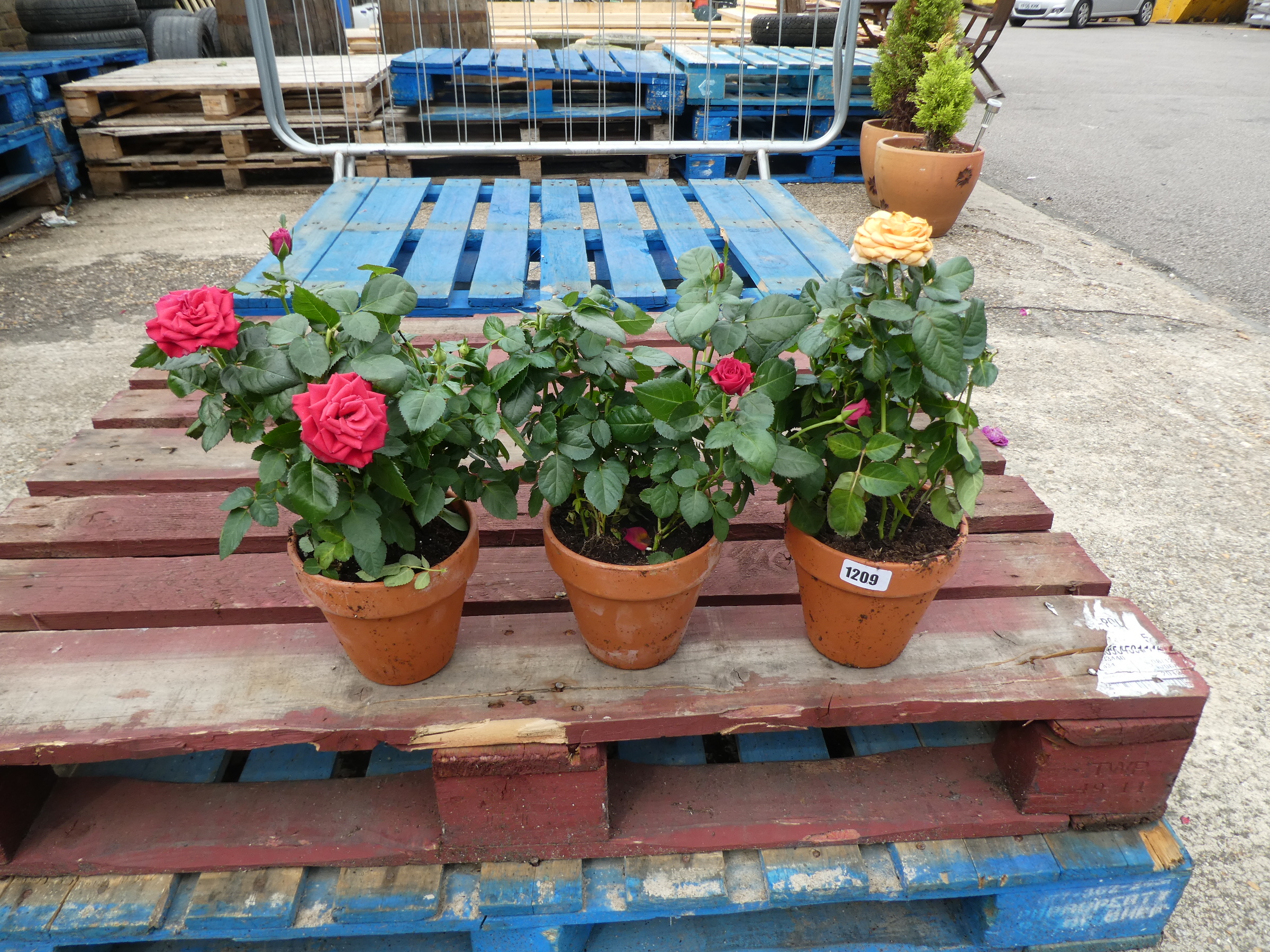 3 small terracotta pots of roses