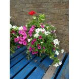 Large free standing pot of assorted flowers with petunias and others