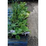 4 trays of black beauty aubergines