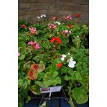 4 trays of assorted geraniums