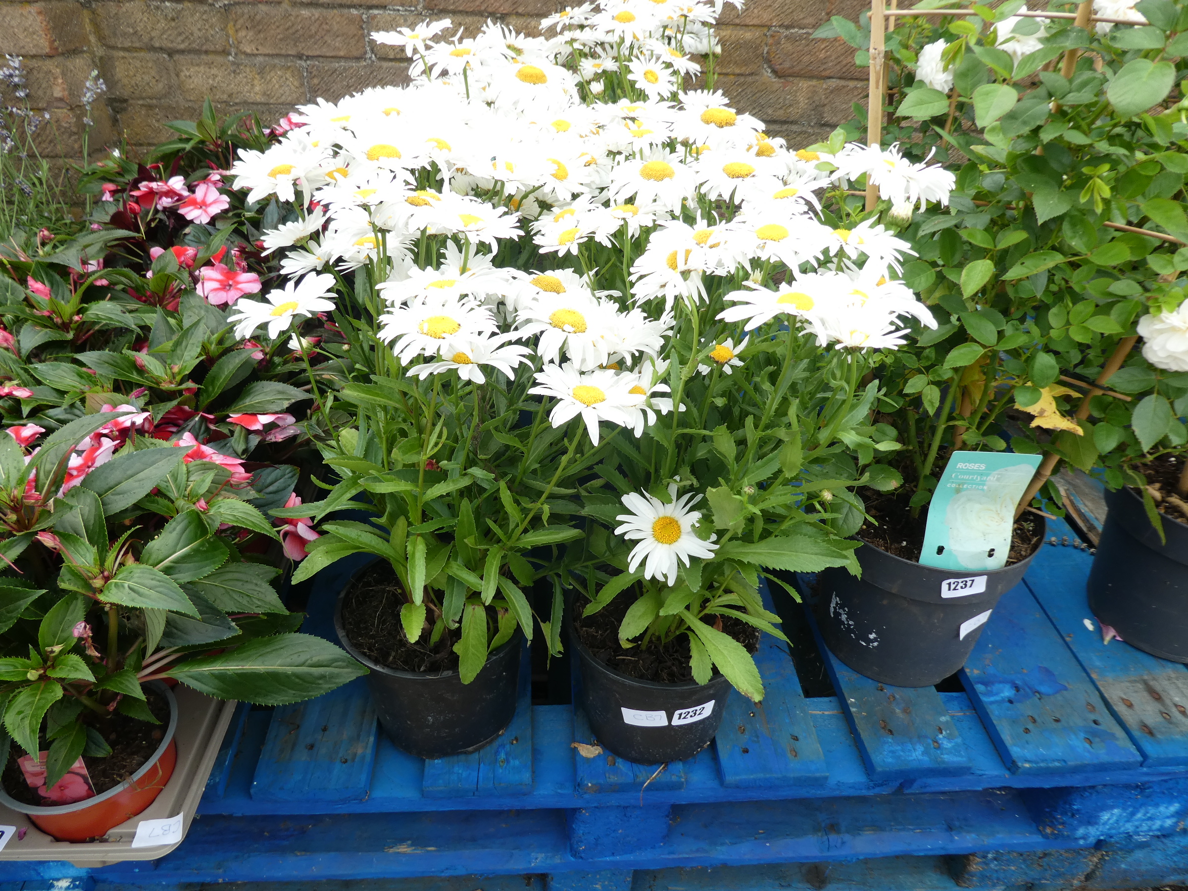 2 pots of white daisies