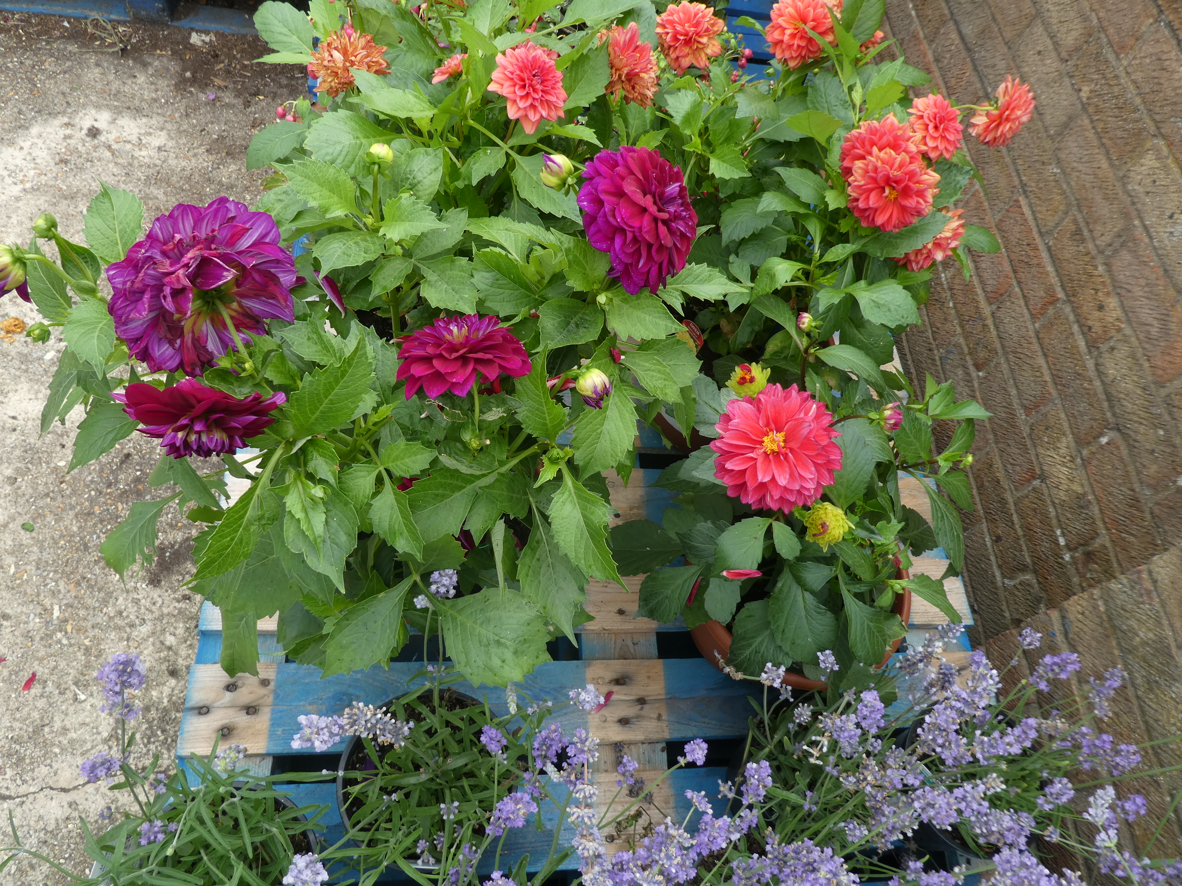 2 pots of dahlias