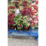 3 trays of wizard coleus