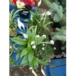 2 bamboo style planters with lilies, roses and assorted plants