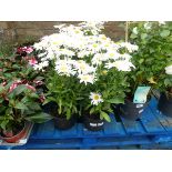 2 pots of white daisies