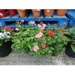 2 pots of geraniums