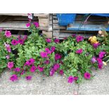 2 hanging baskets of trailing petunias