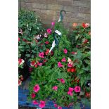 2 petunias hanging baskets