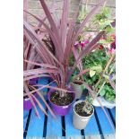 Potted cordyline