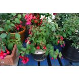 Fuchsia in ceramic pot