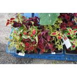 2 trays of wizard coleus